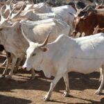 voler bœufs bouvier