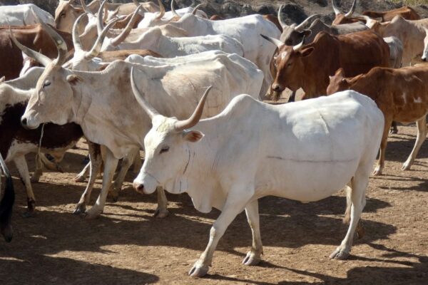 voler bœufs bouvier