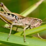 insectes