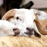 Aïd El-Adha 2025 Algérie paiement électronique moutons 