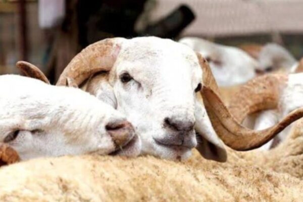 Aïd El-Adha 2025 Algérie paiement électronique moutons 