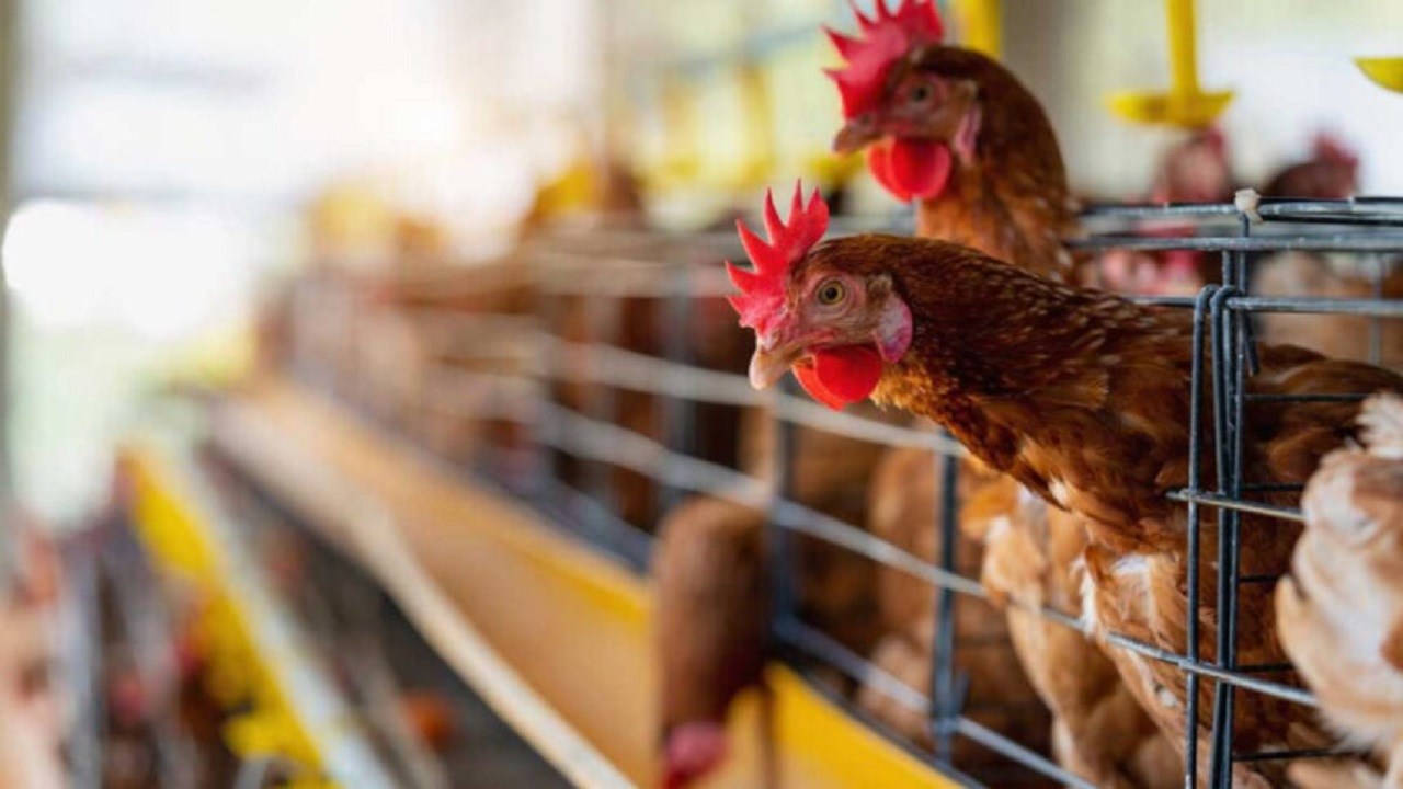 Gabon gouvernement poulet