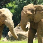 Gabon viticulteur américain éléphants