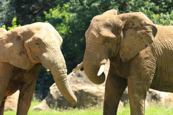 Gabon viticulteur américain éléphants