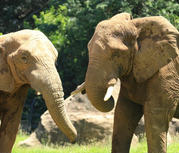 Gabon viticulteur américain éléphants