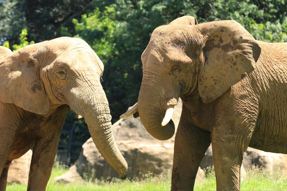 Gabon viticulteur américain éléphants