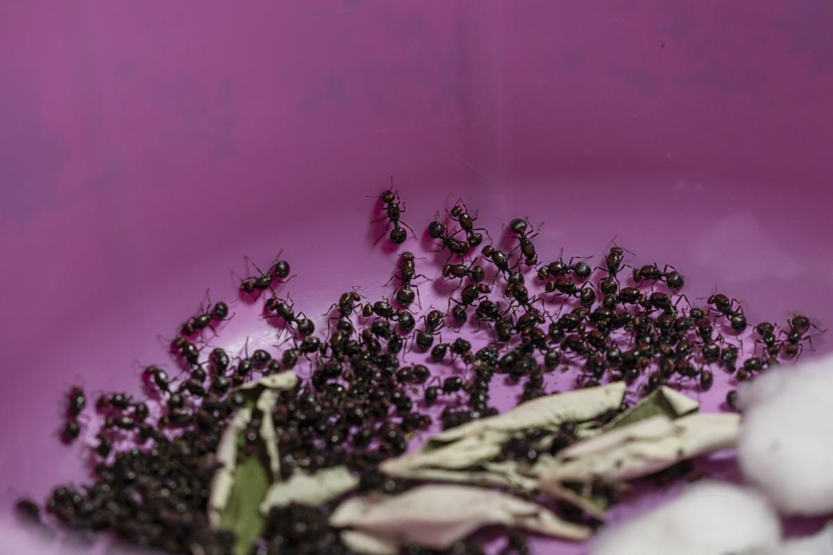 Kenya Chinois prison trafic fourmis