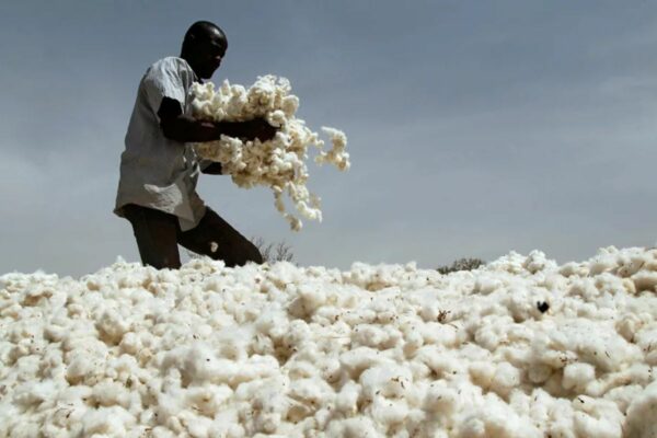 Campagne agricole 2026-2027 : les prix du coton graine et des intrants officialisés au Bénin