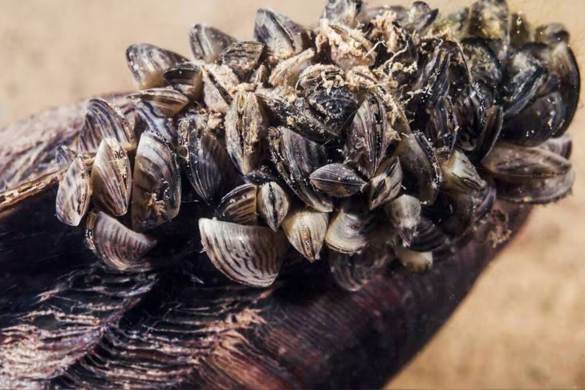 États-Unis agence dollars moules