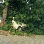 Cotonou : un arbre s’effondre sur deux véhicules à Cadjèhoun, aucun mort enregistré