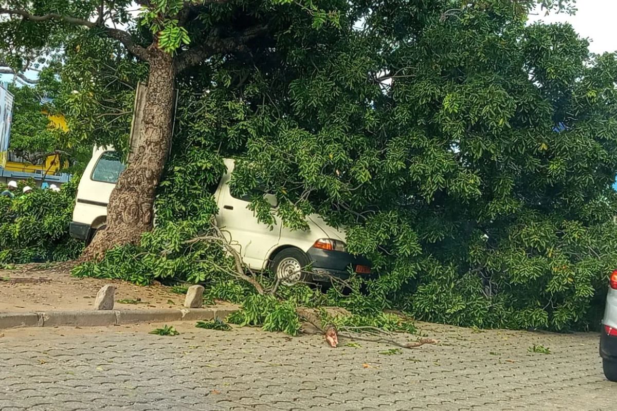 Cotonou : un arbre s’effondre sur deux véhicules à Cadjèhoun, aucun mort enregistré