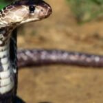 Guinée : un serpent accusé d’avoir causé plusieurs morts capturé après des années de terreur