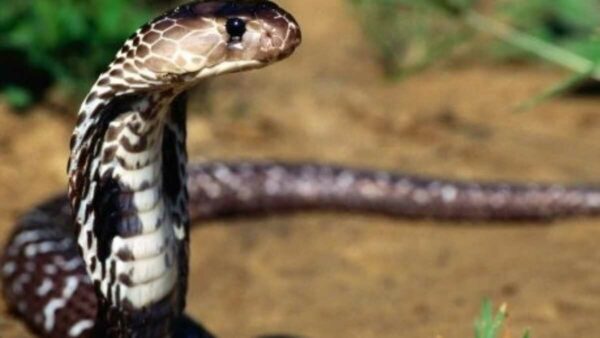 Guinée : un serpent accusé d’avoir causé plusieurs morts capturé après des années de terreur
