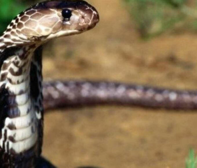 Guinée : un serpent accusé d’avoir causé plusieurs morts capturé après des années de terreur