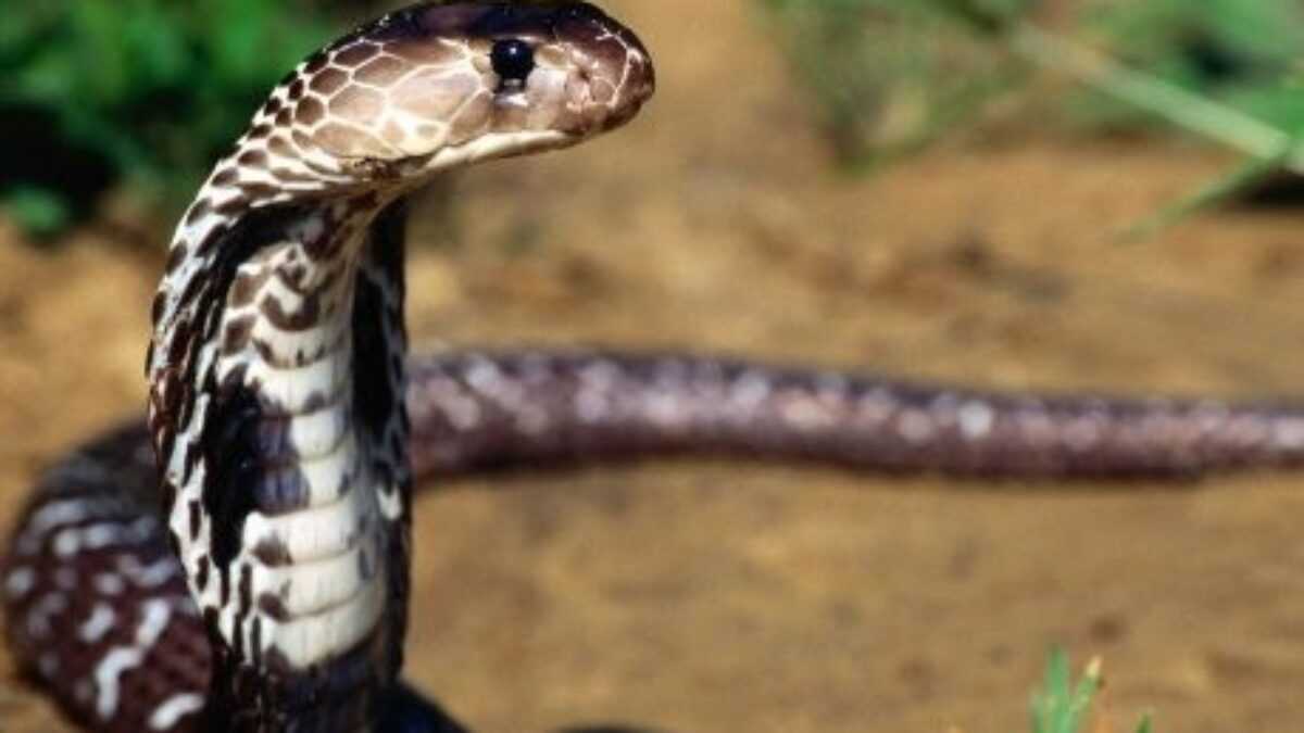 Guinée : un serpent accusé d’avoir causé plusieurs morts capturé après des années de terreur