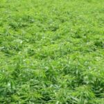 Savè : une plantation de cannabis de plus d’un hectare démantelée à Okpara
