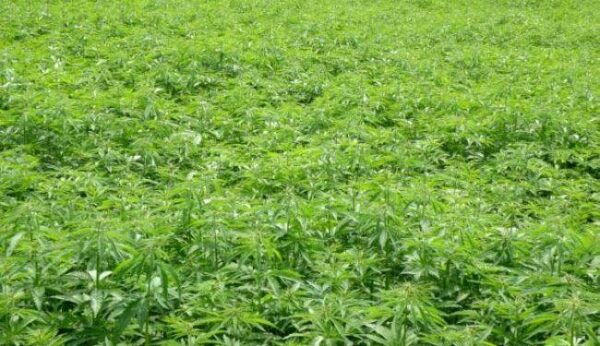 Savè : une plantation de cannabis de plus d’un hectare démantelée à Okpara