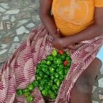 Sèmè-Podji : une jeune femme interpellée pour un vol présumé de piment